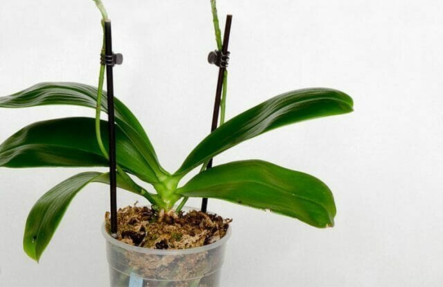 Orchideeën barstte in ons leven en al snel aan populariteit gewonnen