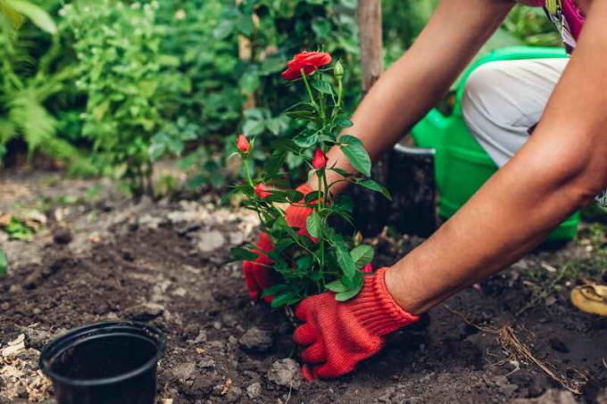 Hoe kan ik rozen voor beginners planten