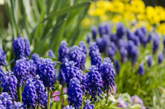 Dwingen hyacinten thuis: alles is makkelijker dan het lijkt