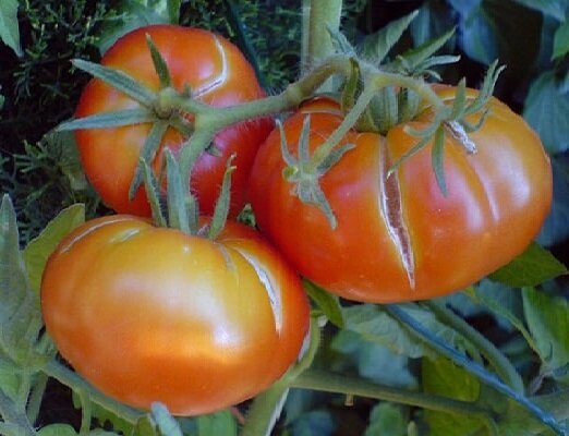 2 fout bij de teelt van tomaten, waardoor de vruchten beginnen te kraken