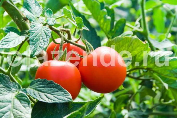Tomaten voor de conservenindustrie. Illustratie voor een artikel wordt gebruikt voor een standaard licentie © ofazende.ru