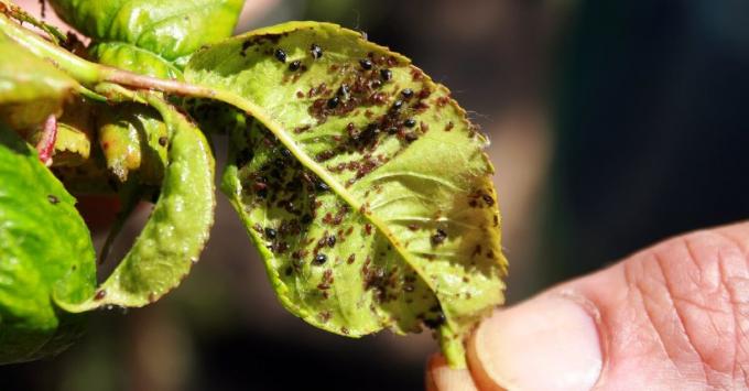 Als voor 1 dag om uw tuin van bladluizen op het hele seizoen af ​​zonder insecticiden (erg goedkoop recept)