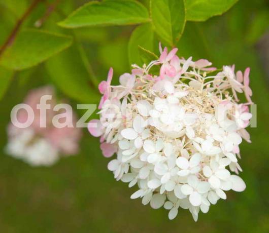 Hydrangea paniculata voor uw tuin: het planten, snoeien, bemesten