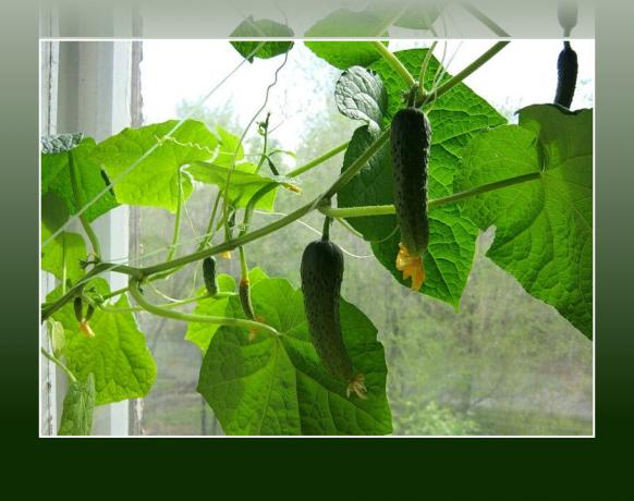 Verse komkommers in de winter - rechtstreeks vanuit de "bedden" op de vensterbank (ik begin te passen, en u?)