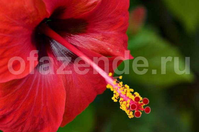 Chinese roos, een van mijn favoriete kleuren. Illustratie voor een artikel wordt gebruikt voor een standaard licentie © ofazende.ru