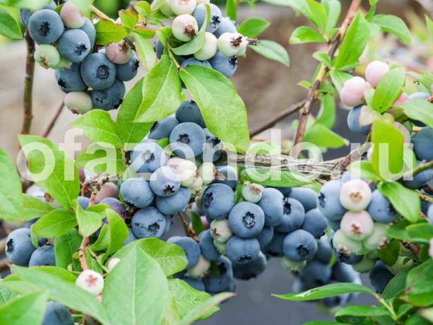 Het planten van bosbessen tuin zorg en in het bijzonder op het perceel