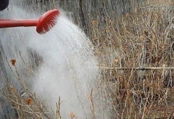 Waarom ervaren tuiniers in het voorjaar van kokend water uitgegoten over bessenstruiken