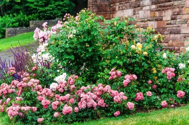 De selectie van variëteiten, zorg regels - Hoe maak je een stijlvolle bloem bed van rozen te creëren