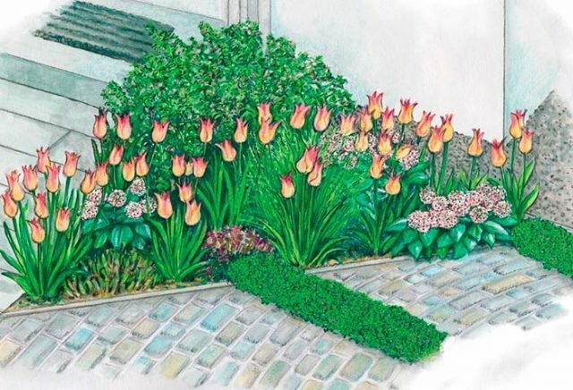 Hoe mooie tulpen geplant op een perceel van + foto's