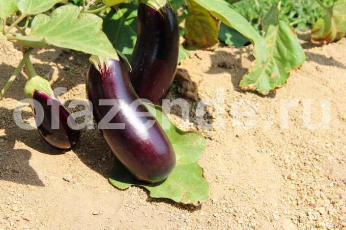 Groeiende aubergine. Illustratie voor een artikel wordt gebruikt voor een standaard licentie © ofazende.ru