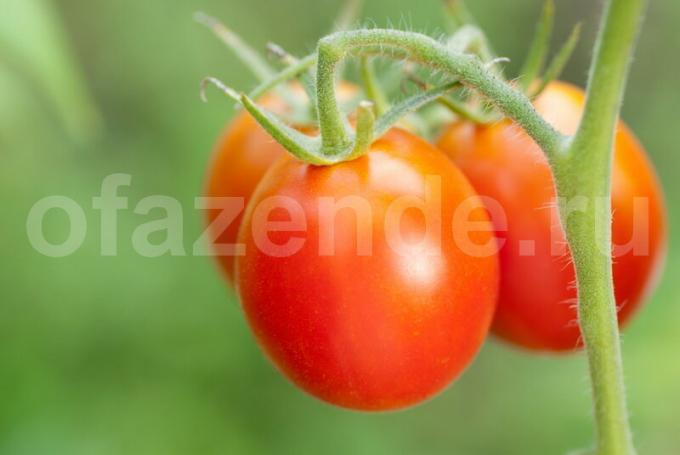 De teelt van tomaten. Illustratie voor een artikel wordt gebruikt voor een standaard licentie © ofazende.ru