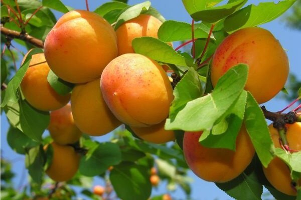 Hoe om te groeien Apricot en zorg voor een goede oogst