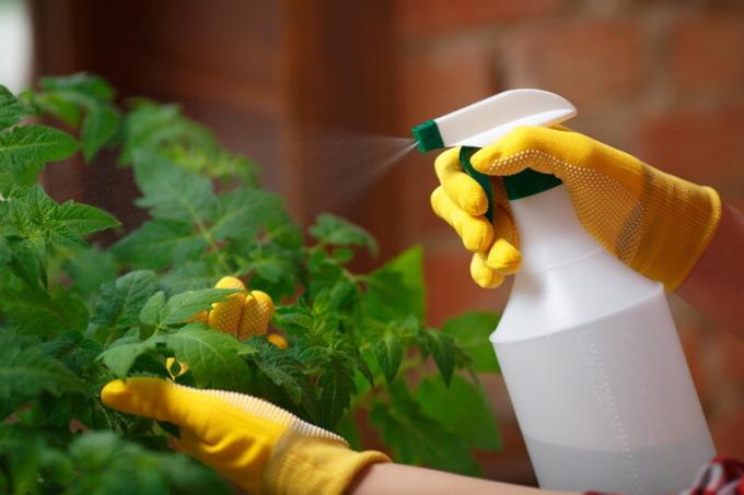 Watering tomaten. Illustratie voor een artikel wordt gebruikt voor een standaard licentie © ofazende.ru