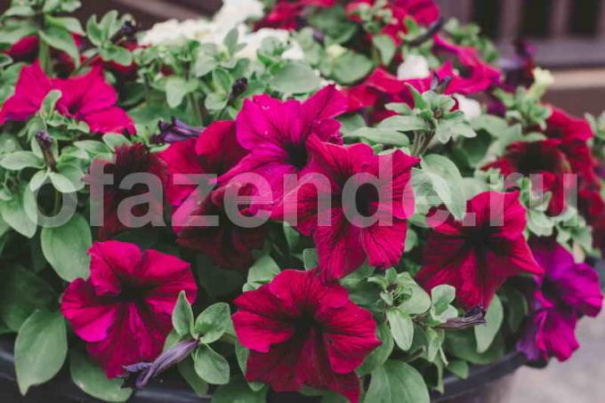 Petunia zaailingen zonder picks in de woning