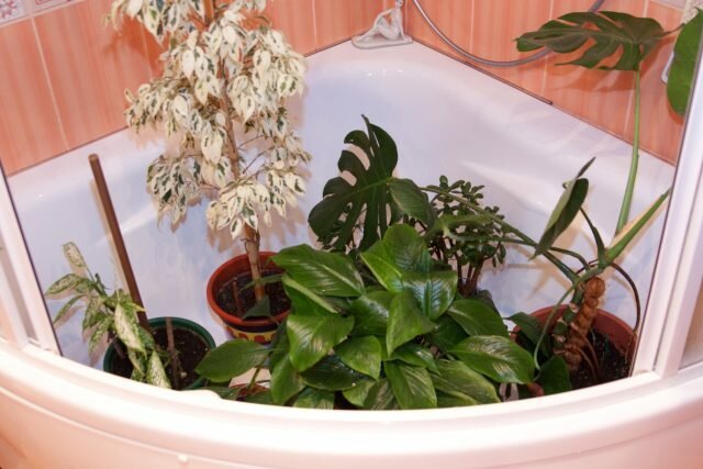 Warme douches voor kamerplanten: onthult de geheimen