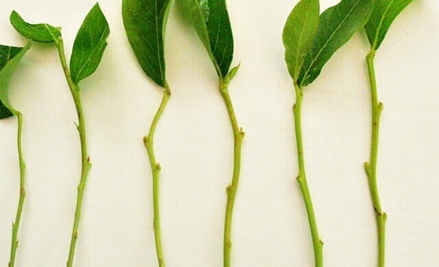 Persoonlijke ervaring: hoe planten verspreiden groene stekken trudnoukorenyaemye