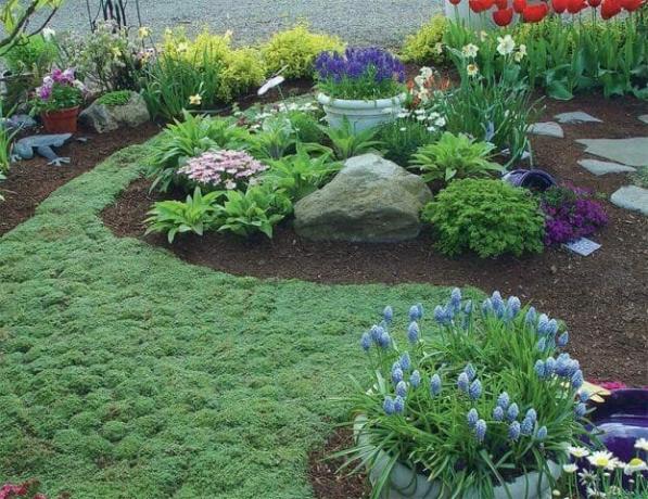 Een tapijt van bodembedekkers: het bloeien gazon alternatief - Tips tuinders