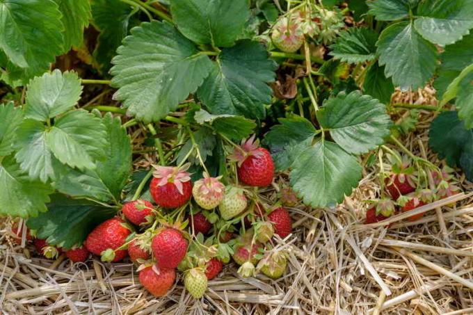 Eenvoudige manieren om meer bedden van aardbeien te verzamelen