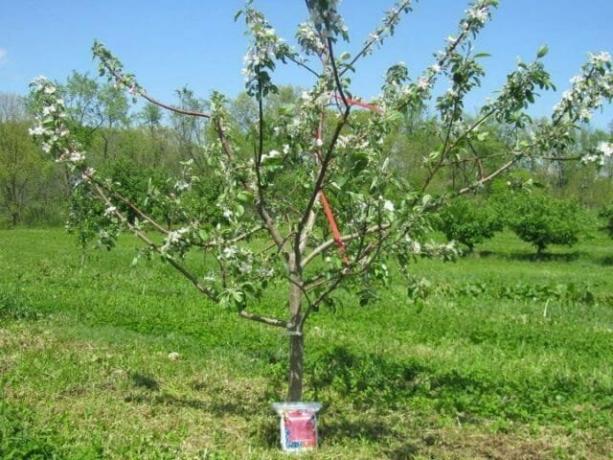 De appelboom van drie jaar. Blooms, maar niet fruit