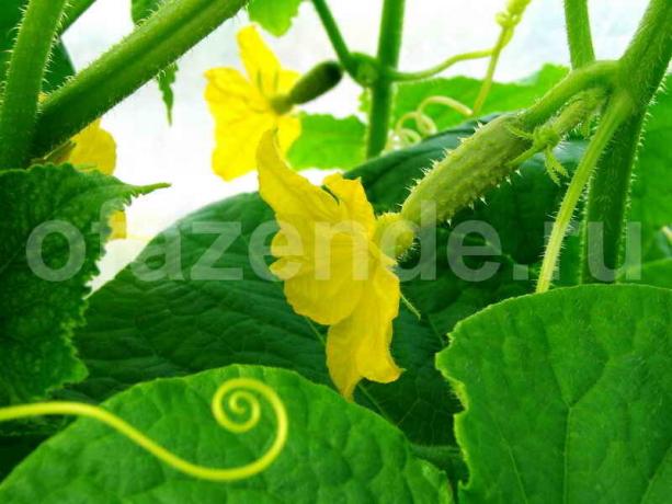 De teelt van komkommers / Illustratie voor een artikel wordt gebruikt voor een standaard licentie © delniesoveti.ru