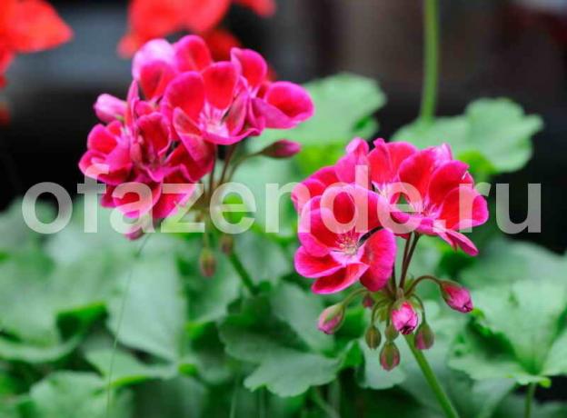 Groeiende geraniums. Illustratie voor een artikel wordt gebruikt voor een standaard licentie © ofazende.ru