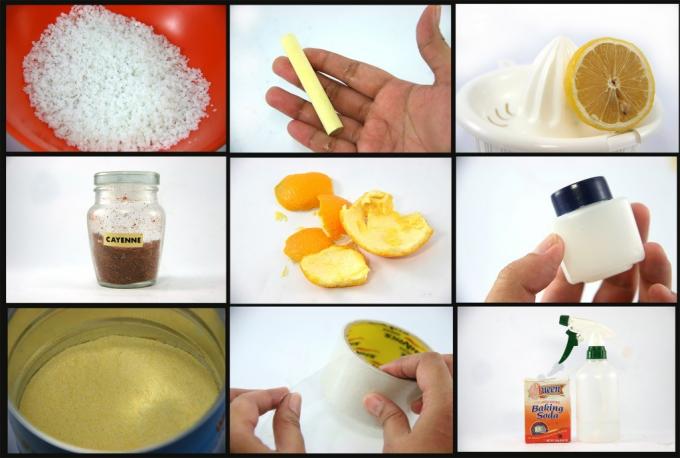 Op de foto: zout, krijt, citroen, peper, sinaasappelschillen, vaseline, azijnwater, plakband, frisdrank - geïmproviseerde remedies voor mieren.