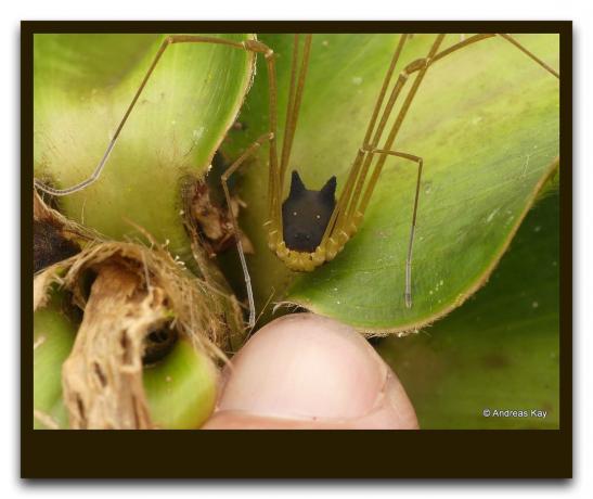In het bos, vond een vreemd insect als een spin met het hoofd van een hond. Hoe gevaarlijk het is voor een man. Live Video + Foto