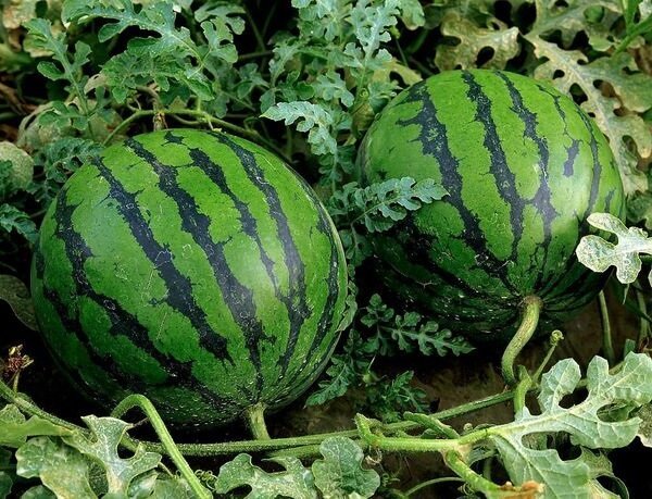 Hoe te watermeloenen groeien in het land en een goede oogst