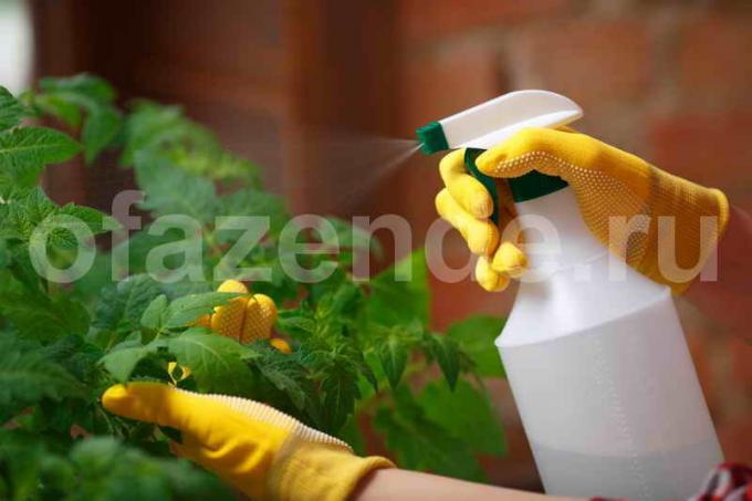 Bemesten tomaten. Illustratie voor een artikel wordt gebruikt voor een standaard licentie © ofazende.ru