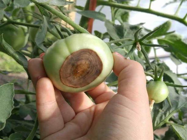 Hoe de vorming van plantaardige percelen apicale rot van tomaten te voorkomen