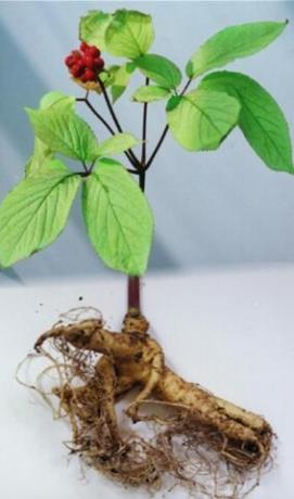 Rhizome vaste plant. Illustratie bij dit artikel is overgenomen uit openbare bronnen