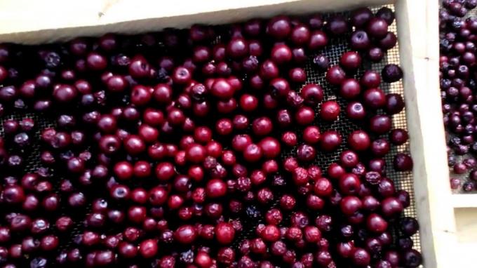 Een droogkoelkast voor groenten en fruit voor in huis is een onmisbaar ding