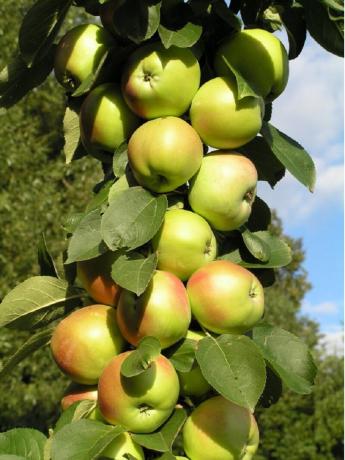Zuilvormige appelboom. Illustratie voor een artikel gebruikte open source