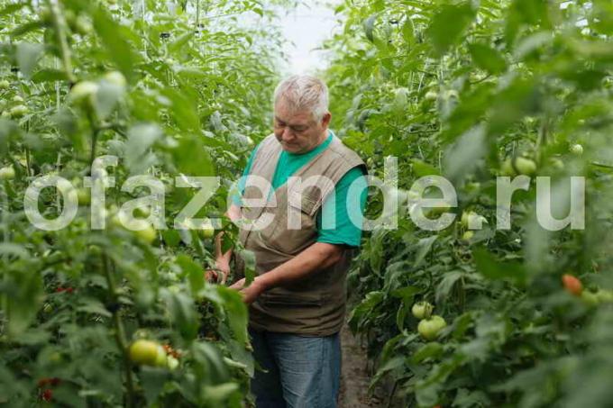 De teelt van tomaten. Illustratie voor een artikel wordt gebruikt voor een standaard licentie © ofazende.ru