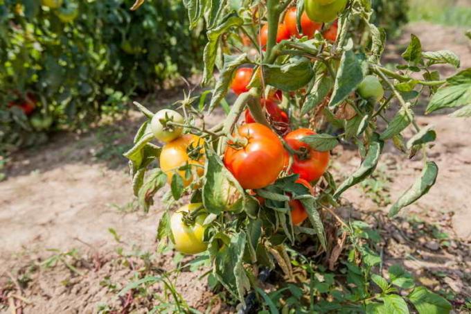 Gebrek aan pasynkovaniya in tomaten. Illustratie voor een artikel wordt gebruikt voor een standaard licentie © ofazende.ru