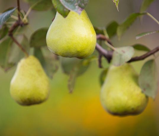 Stap voor stap instructies voor het snoeien peren