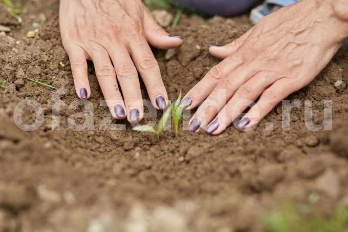 Wanneer en hoe te planten paprika's in de grond