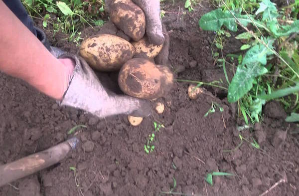 5 fouten tijdens de opslag van aardappelen, die het gewas kan vernietigen