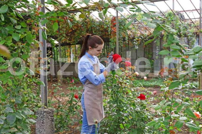 Kweken van rozen. Illustratie voor een artikel wordt gebruikt voor een standaard licentie © ofazende.ru