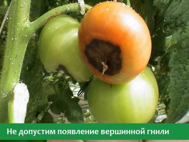 Blossom plaag op tomaten (Foto van open Internet bronnen)