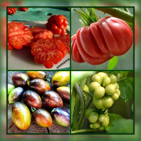 5 meest ongewone en lekkere tomatenrassen voor uw tuin