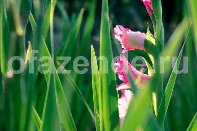 Growing Gladiolus. Illustratie voor een artikel wordt gebruikt voor een standaard licentie © ofazende.ru