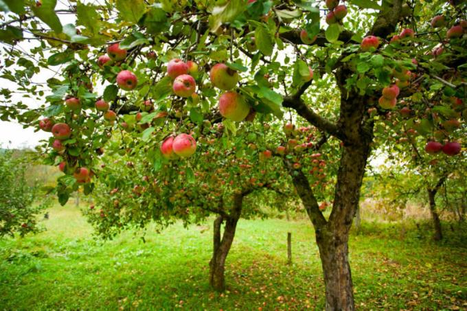 Veel tuinders worden geconfronteerd met een dergelijk probleem, wanneer de appels rotten op appel. Illustratie voor een artikel wordt gebruikt voor een standaard licentie © ofazende.ru