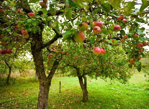 Hoe je een appelboom tuin groeien