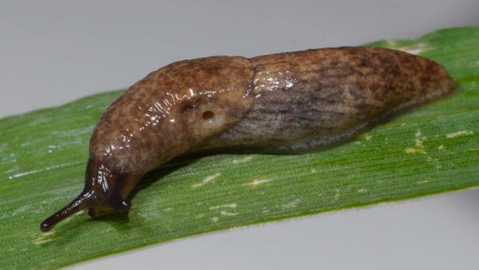 We maken gebruik van mosterdpoeder tegen plagen in de tuin