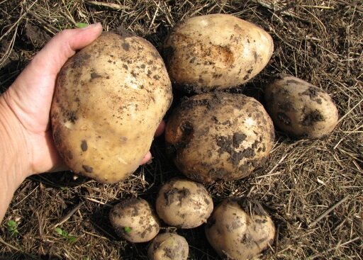 Zoals ik groeien aardappelen op zijn land, en krijgen altijd een goede oogst
