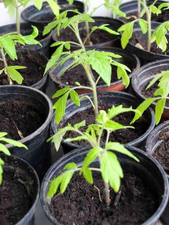 Gele bladeren van tomaten in een kas en open veld: wat te doen?