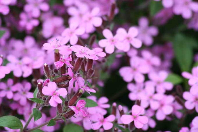 Saponaria bazilikolistnaya. Illustratie voor een artikel wordt gebruikt voor een standaard licentie © ofazende.ru