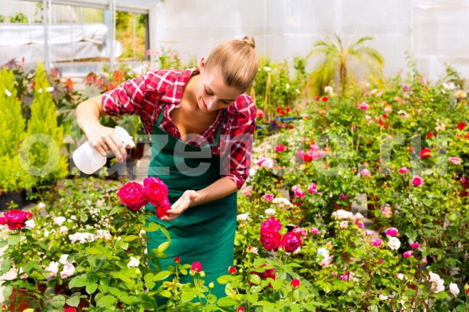 Rose stekken - een gemakkelijke manier van vegetatieve vermeerdering