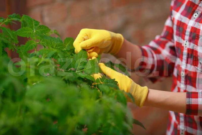 De geheimen van de teelt van tomaten van ervaren tuiniers